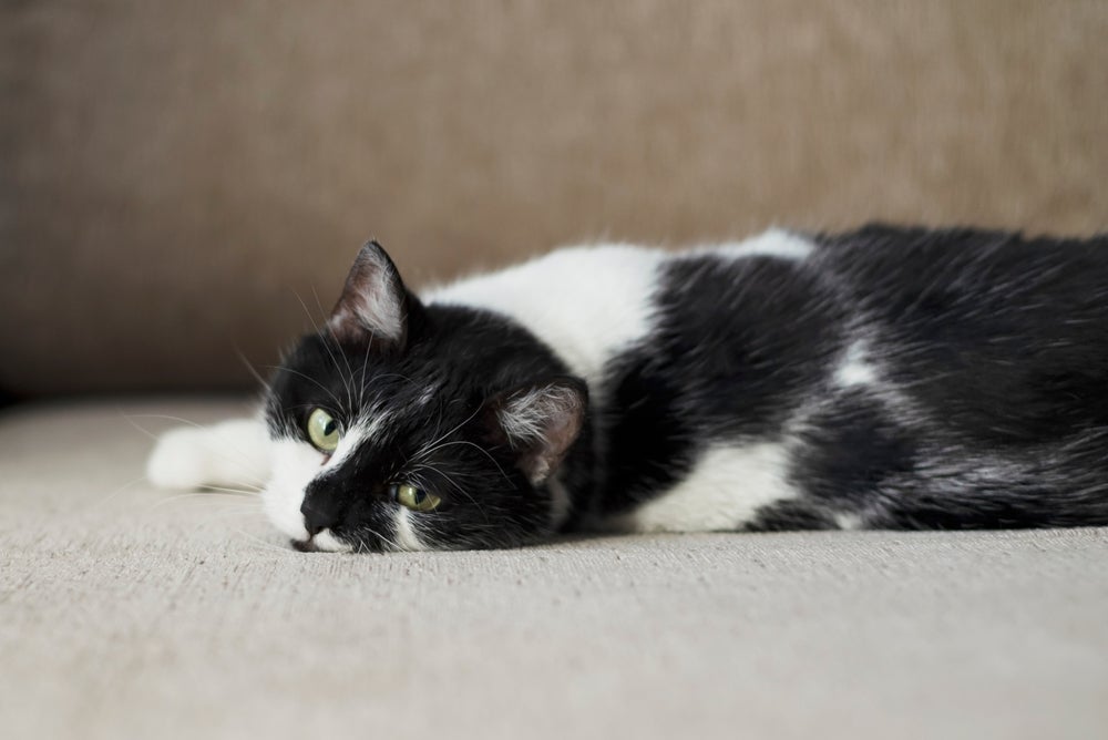 Ao notar que seu gato não quer comer e está emagrecendo, é essencial consultar um veterinário 