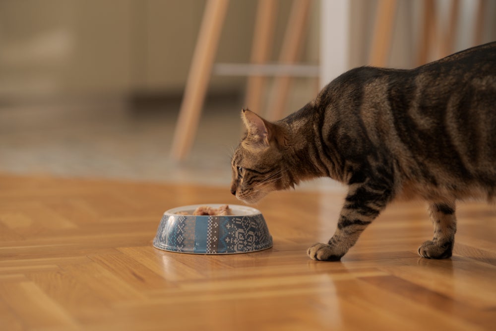 Meu gato não quer comer: saiba como atrair o interesse do pet