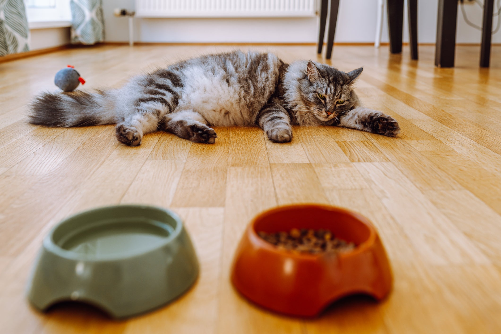 Problemas no coração do gato manifestam sintomas como falta de apetite