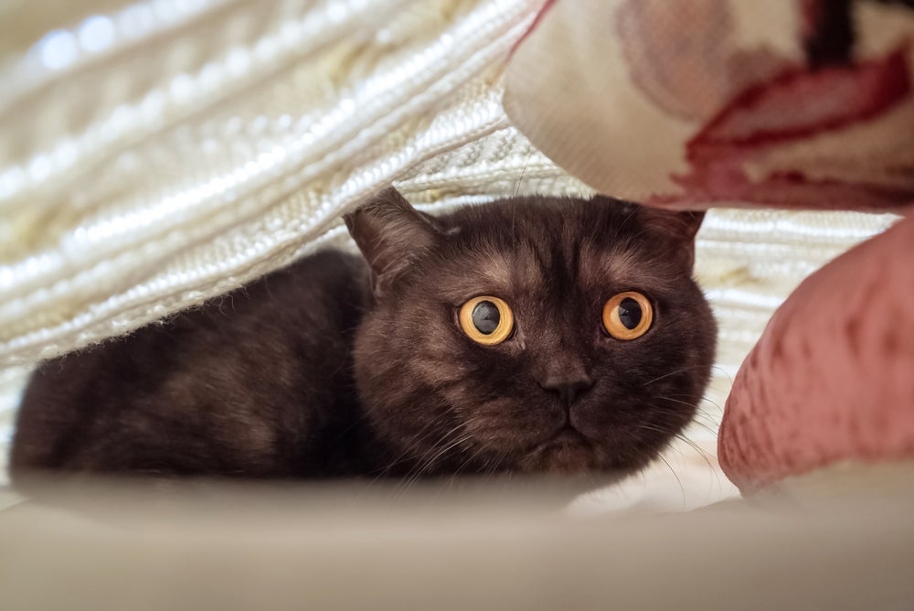 O gato nervoso em excesso pode indicar um quadro de hiperestesia felina.  