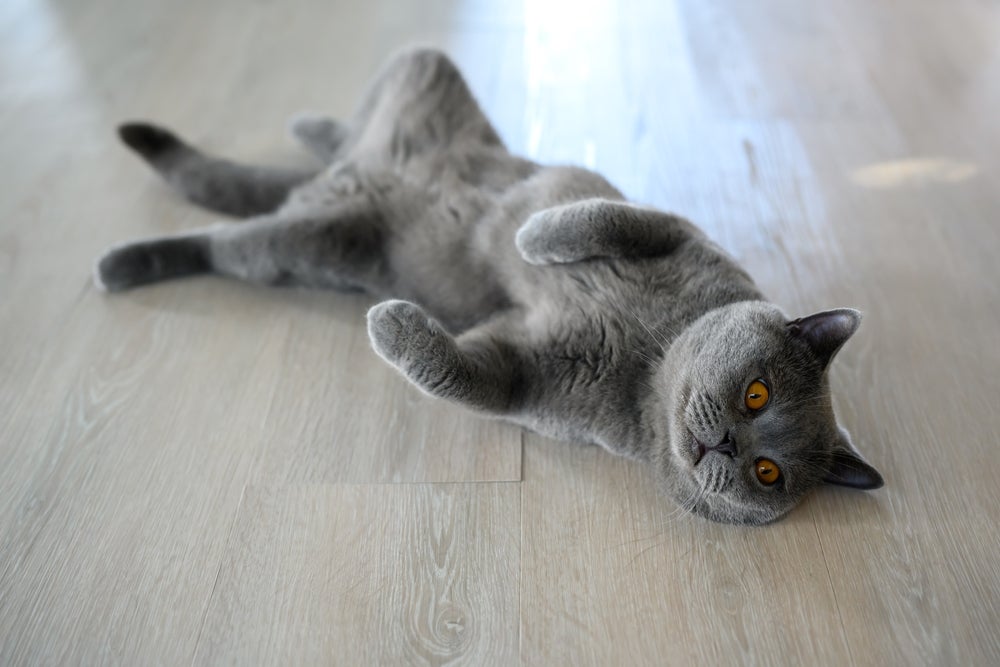 Gato no cio: o bichano só expõe o pênis completamente - em condições normais de saúde - em duas situações: para fazer sua própria higiene ou para acasalar.