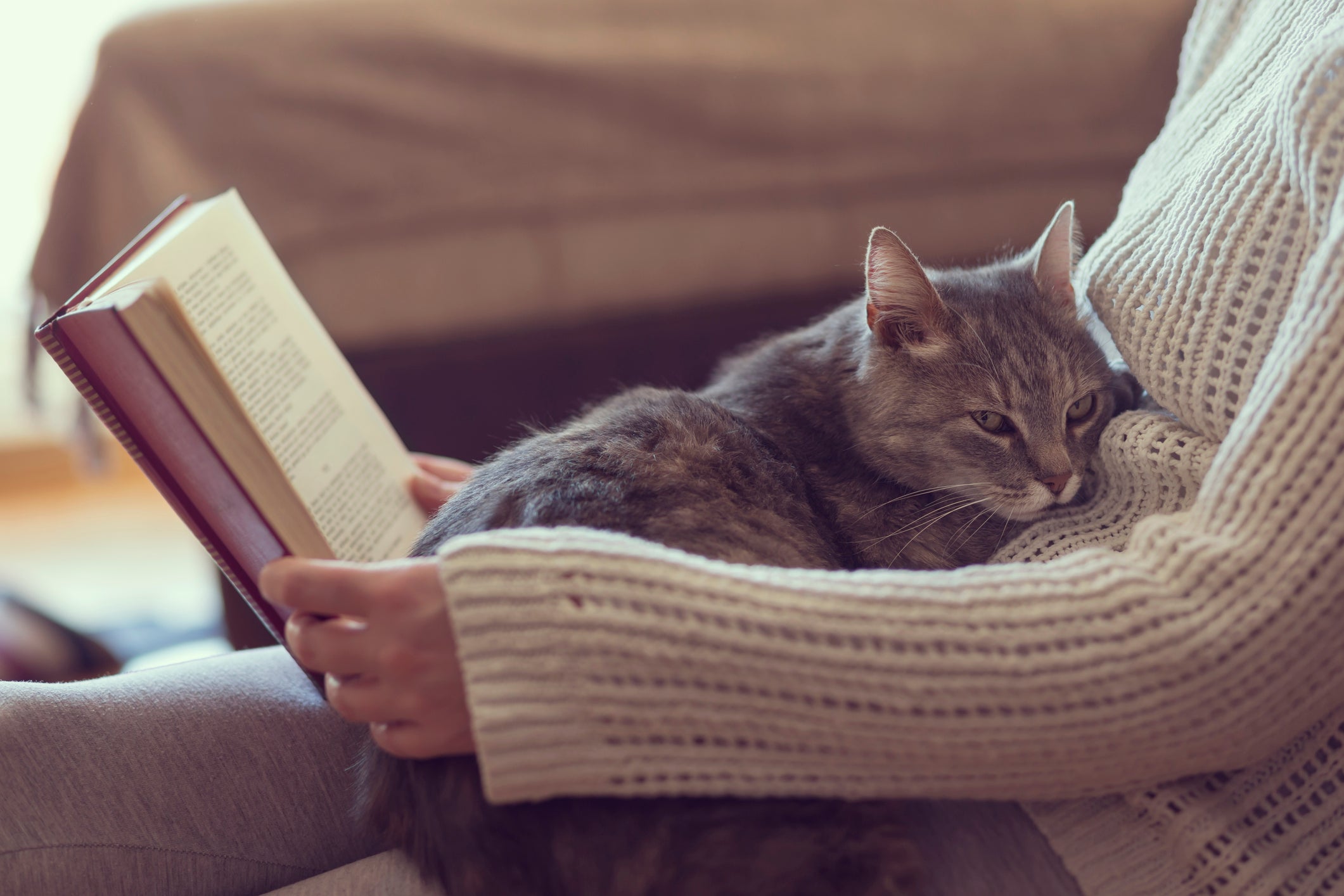 Como fazer o gato gostar de colo? O ideal é acostumar ele com o carinho desde filhote