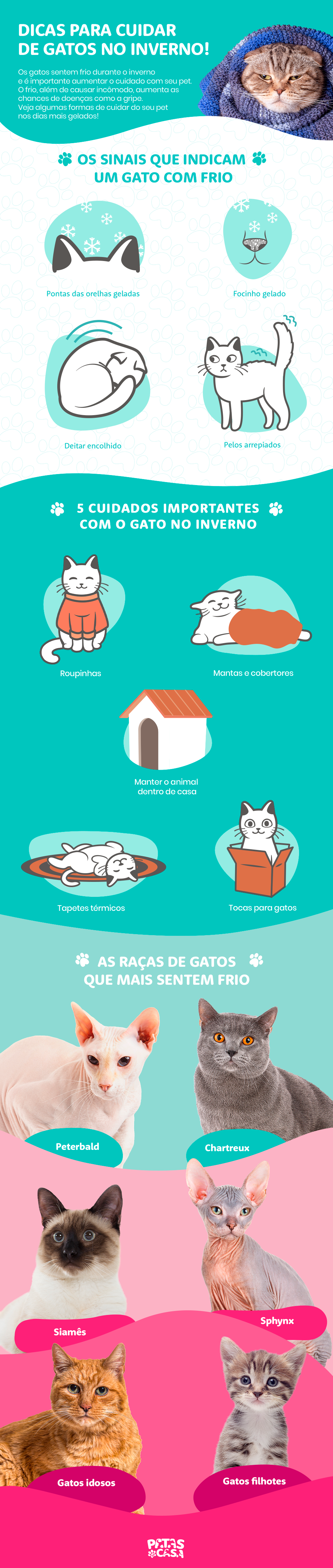 Para evitar um gato com frio, é importante saber como aquecer os bichanos no inverno