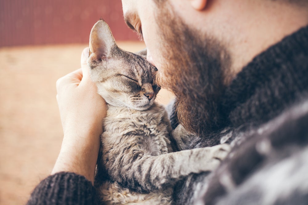 Motivo porque os gatos colocam a pata no nosso rosto pode ter a ver com sono, amor ou fome