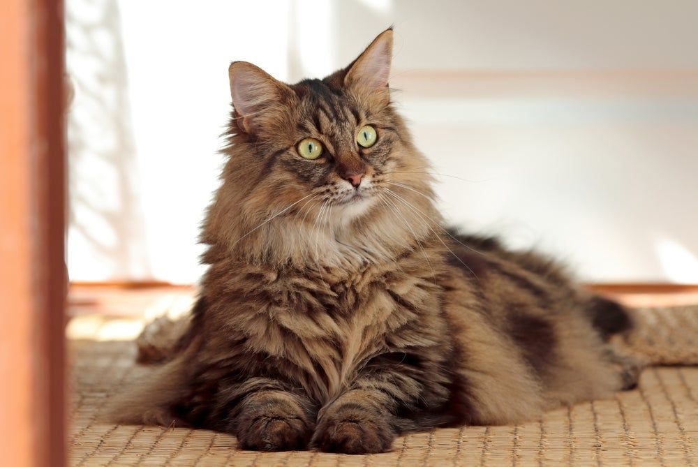 Norueguês da Floresta: o gato gigante precisa ser conquistado para demonstrar sua personalidade brincalhona