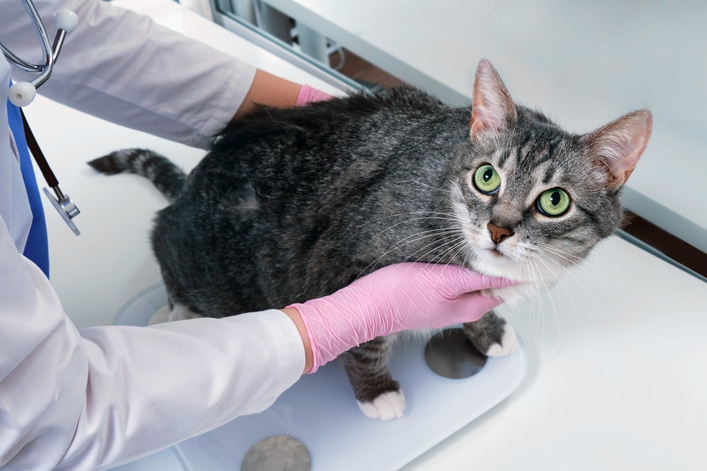 Gato obeso: apalpar as costelas e barriga e observar o pet de lado e por cima são algumas formas de identificar se ele está acima do peso