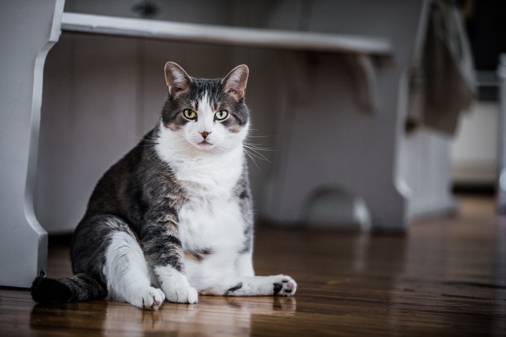 O gato obeso precisa de maior controle da alimentação e incentivo a exercícios físicos