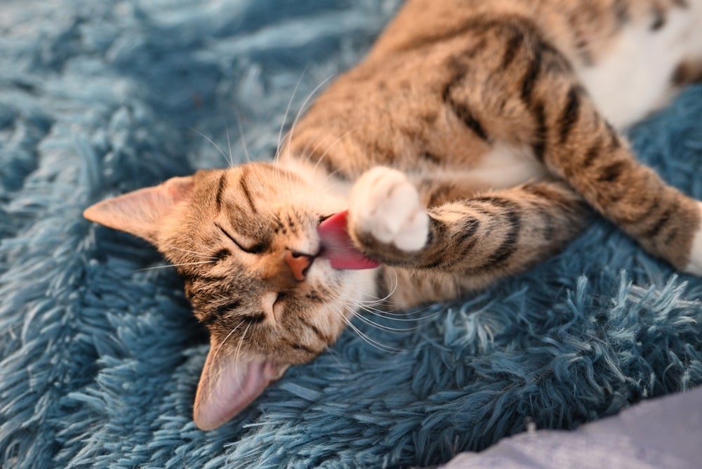 O Ocicat é um bichano divertido e de fácil convivência