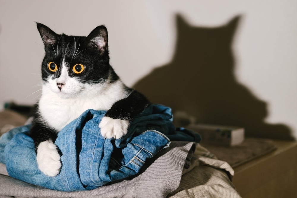 A forma como gatos enxergam permite que eles consigam ver os raios ultravioletas