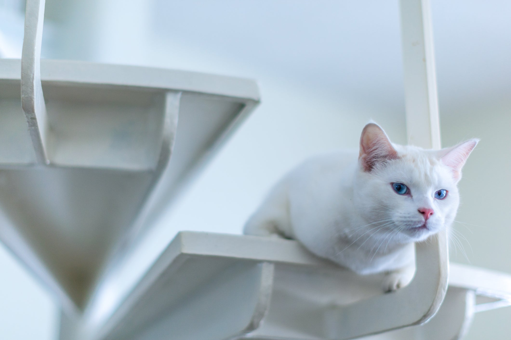 O Angorá é um gato branco de olho azul, mas também pode ter outras cores de pelagem