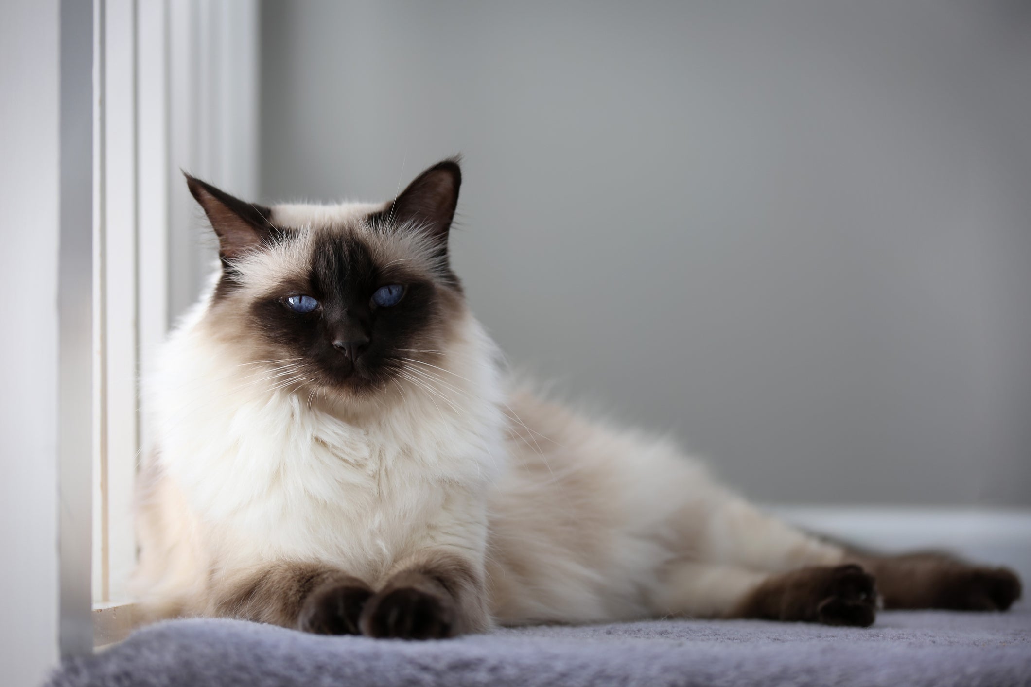 O gato de olho azul Balinês é super sociável e amoroso