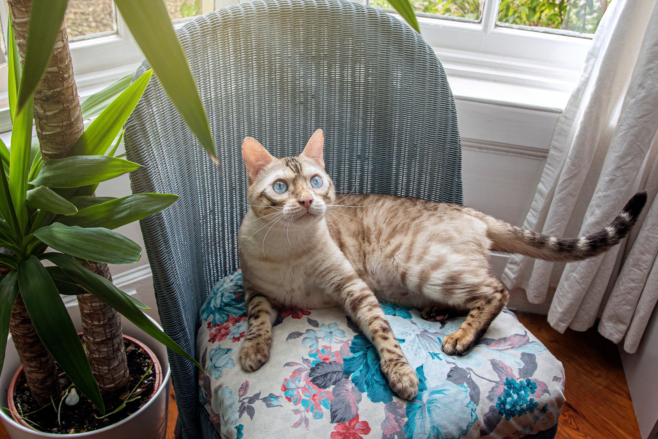 O Bengal é um gato com olho azul que lembra bastante um leopardo