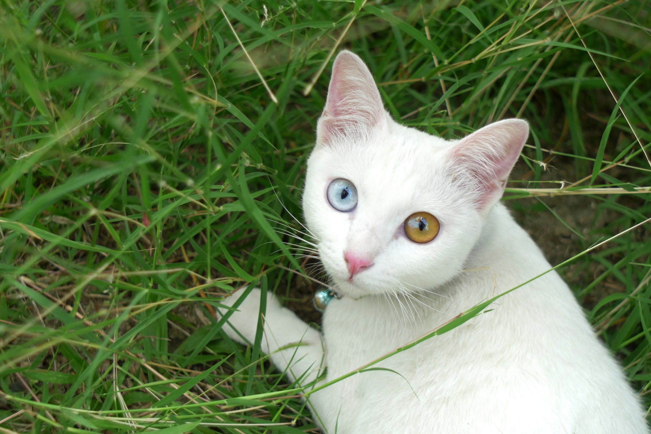 Uma das raças de gatos com olhos azuis menos conhecidas é o Khao Manee