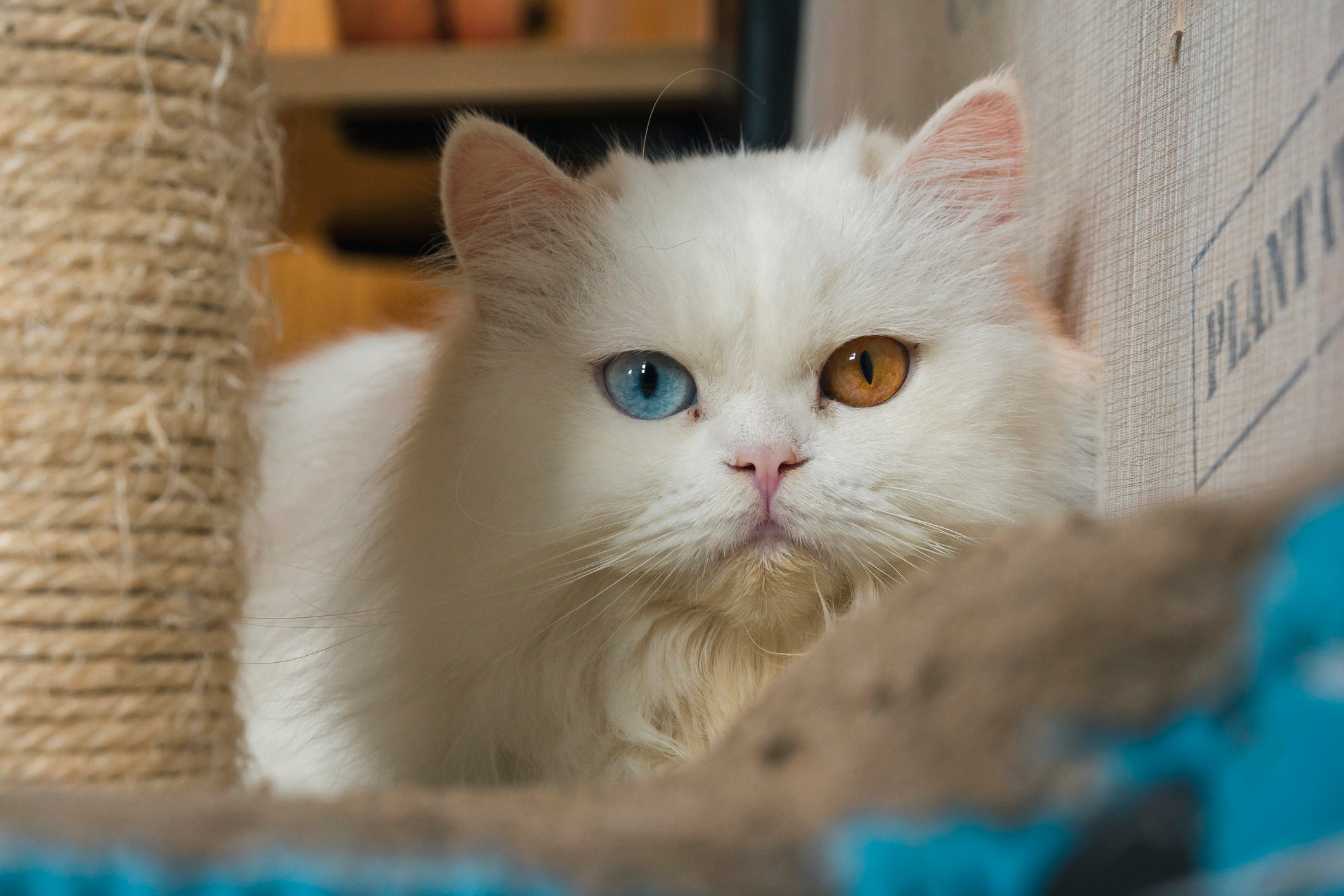 Gato dócil: o Persa é carinhoso e se dá muito bem com crianças