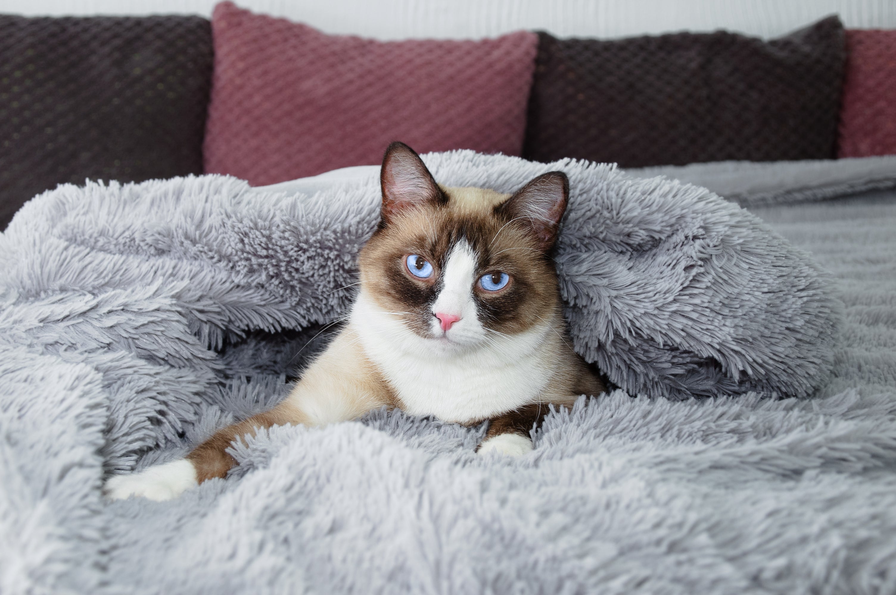 Snowshoe é um gato de olho azul marcante e super chamativo