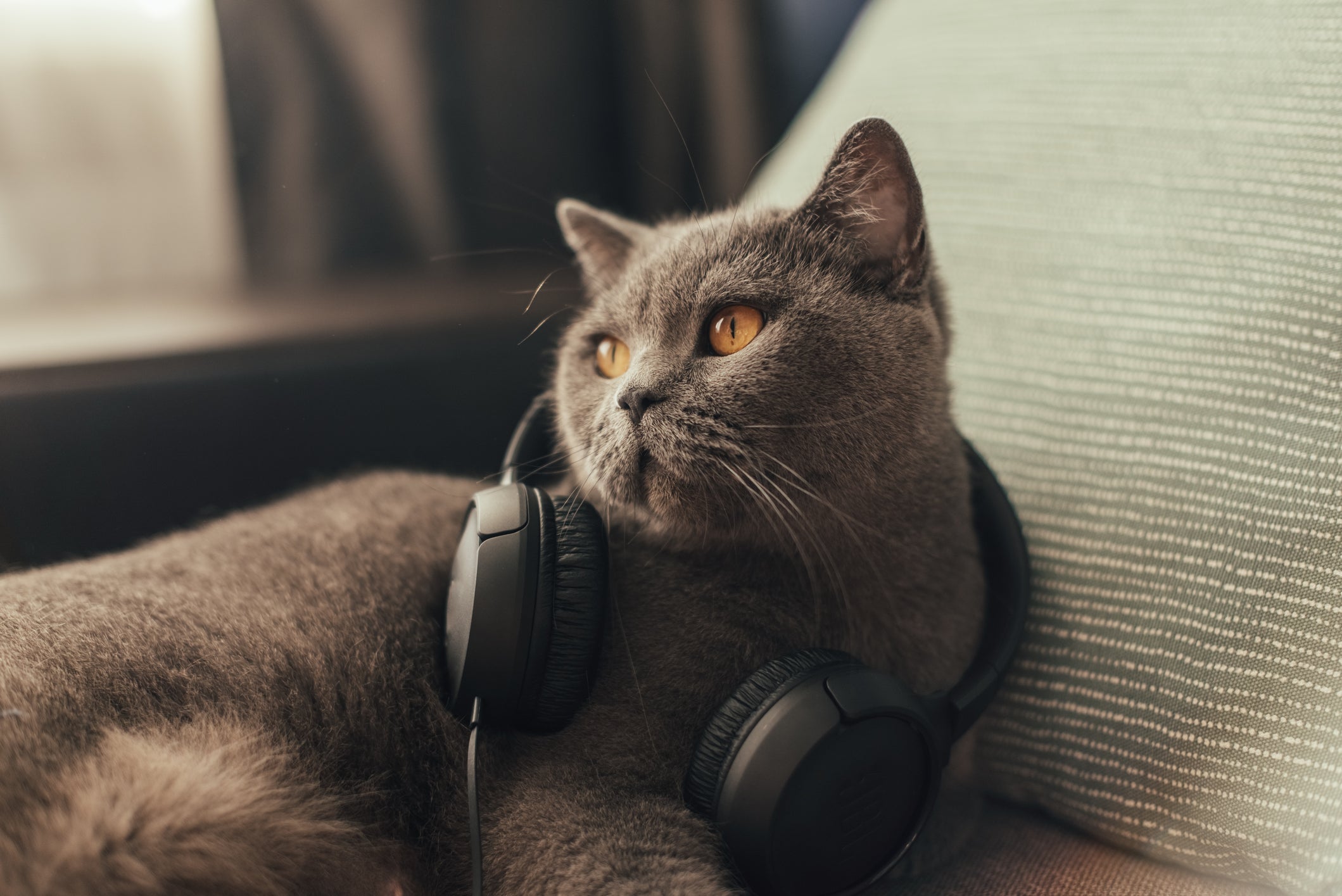 Música para gatos relaxarem: de passarinhos cantando até músicas clássicas