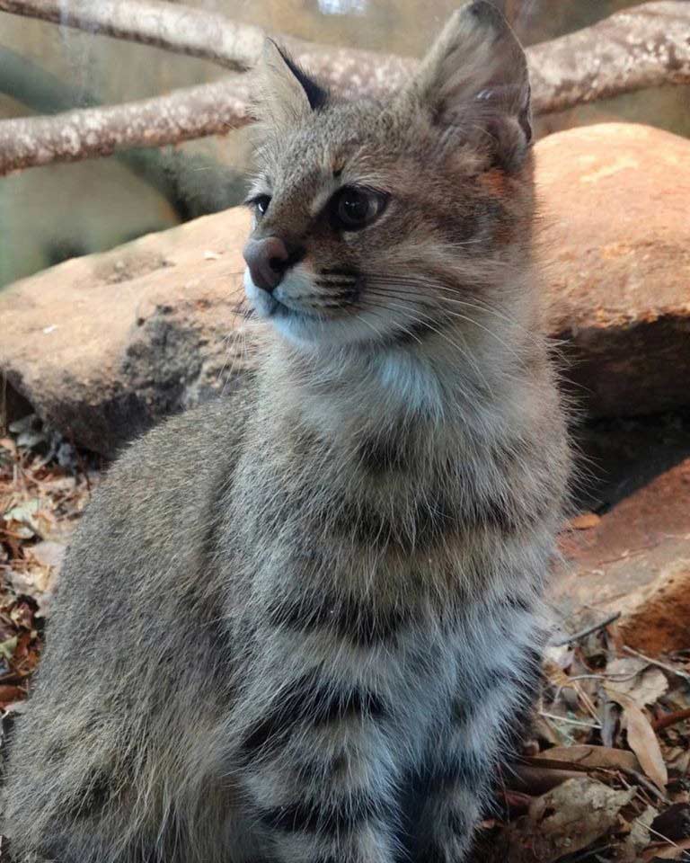 Um dos gatos silvestres que mais correm risco de extinção é o Palheiro Pampeano (Créditos: Felipe Peters)
