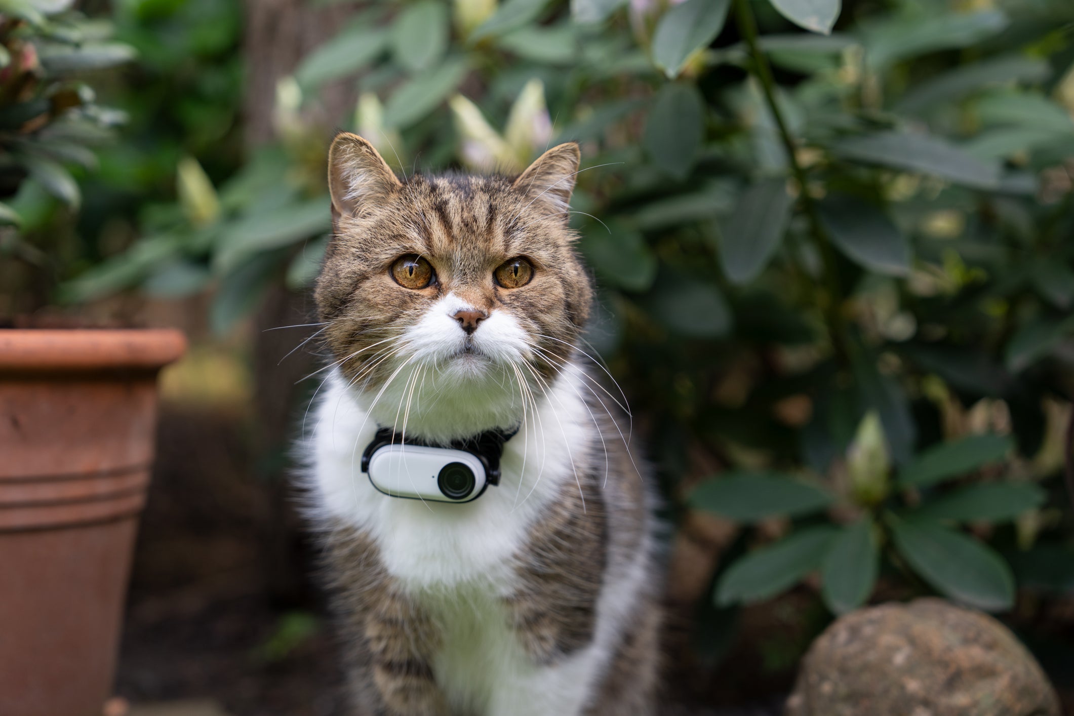 A coleira com GPS é uma ótima maneira de encontrar um gato perdido 