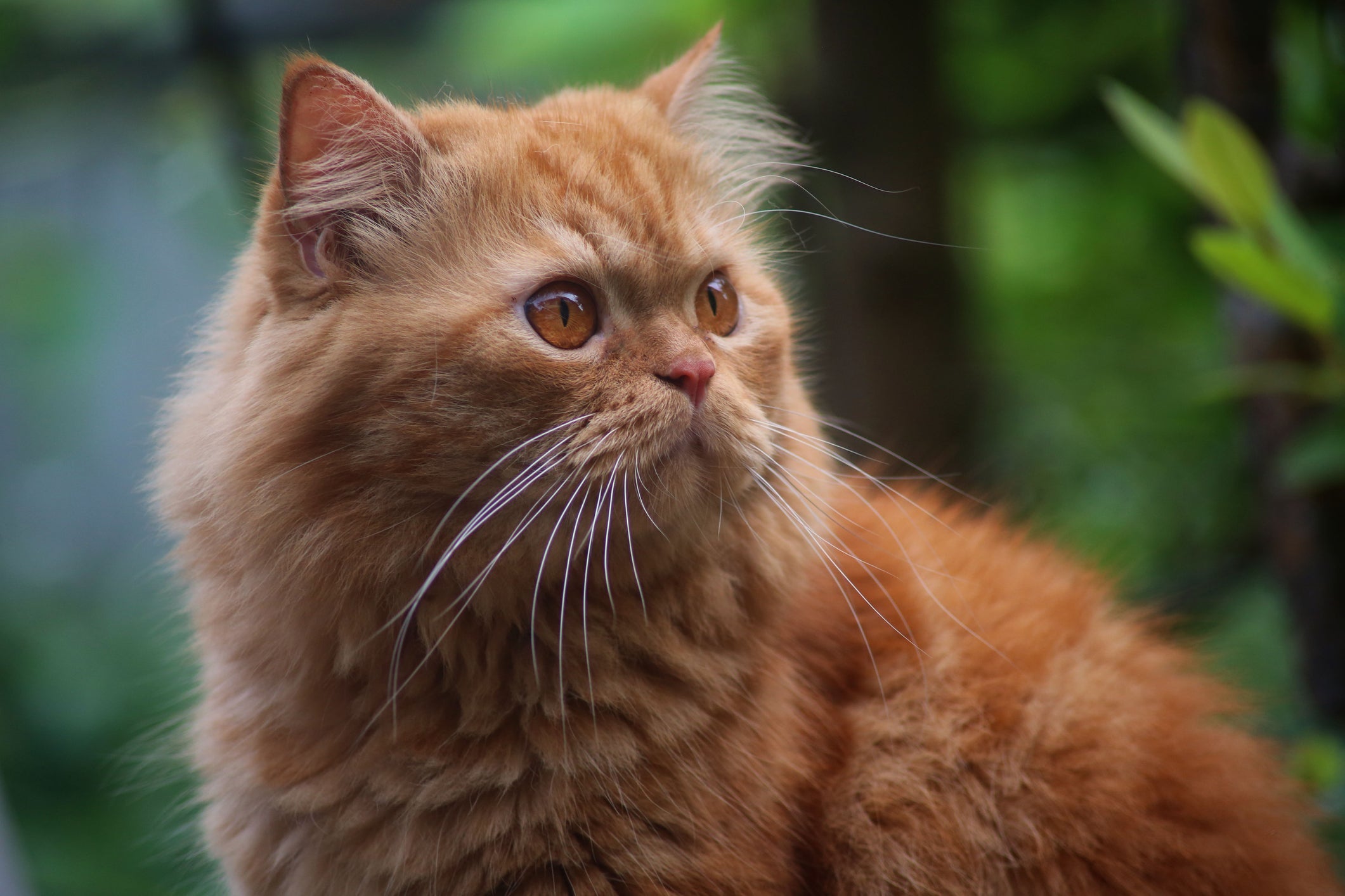 Apesar da carinha de brabo, o gato Persa é muito carinhoso