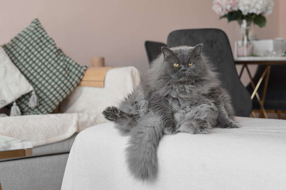 O Persa é um gato peludo com carinha de bravo