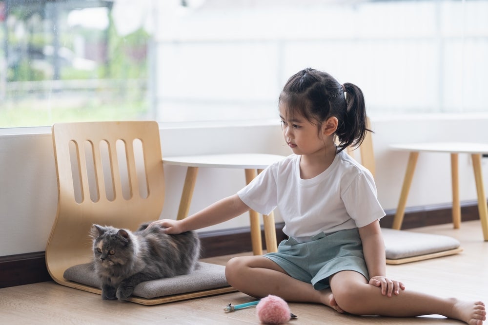 O gato Persa é dono de um temperamento perfeito para crianças