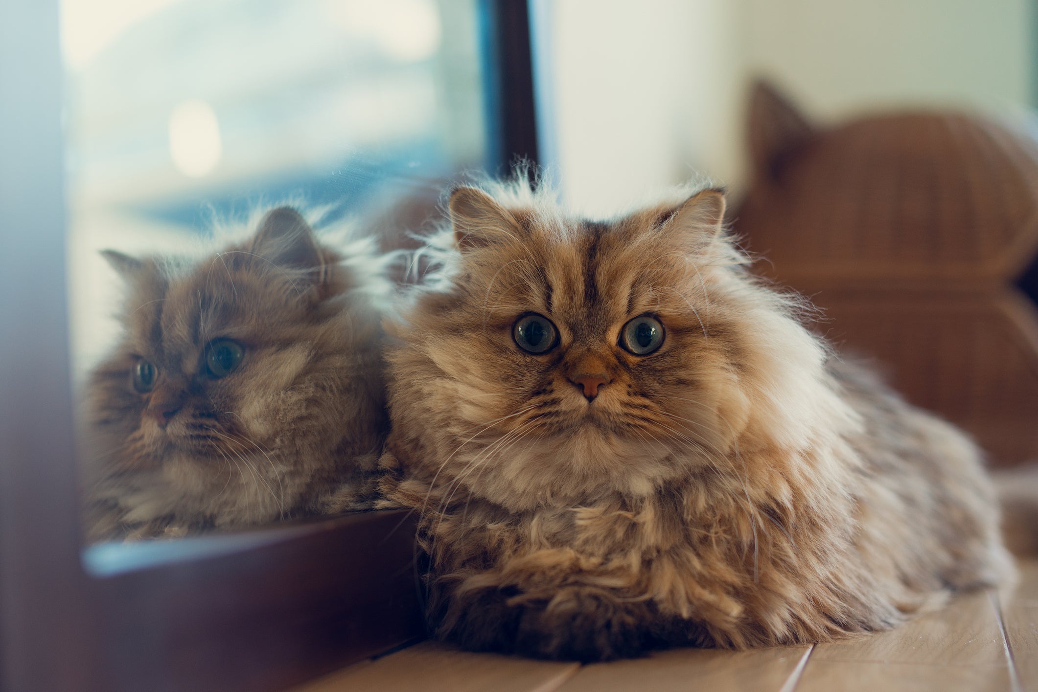 Gatos braquicefálicos: o focinho achatado do gato Persa prejudica sua respiração