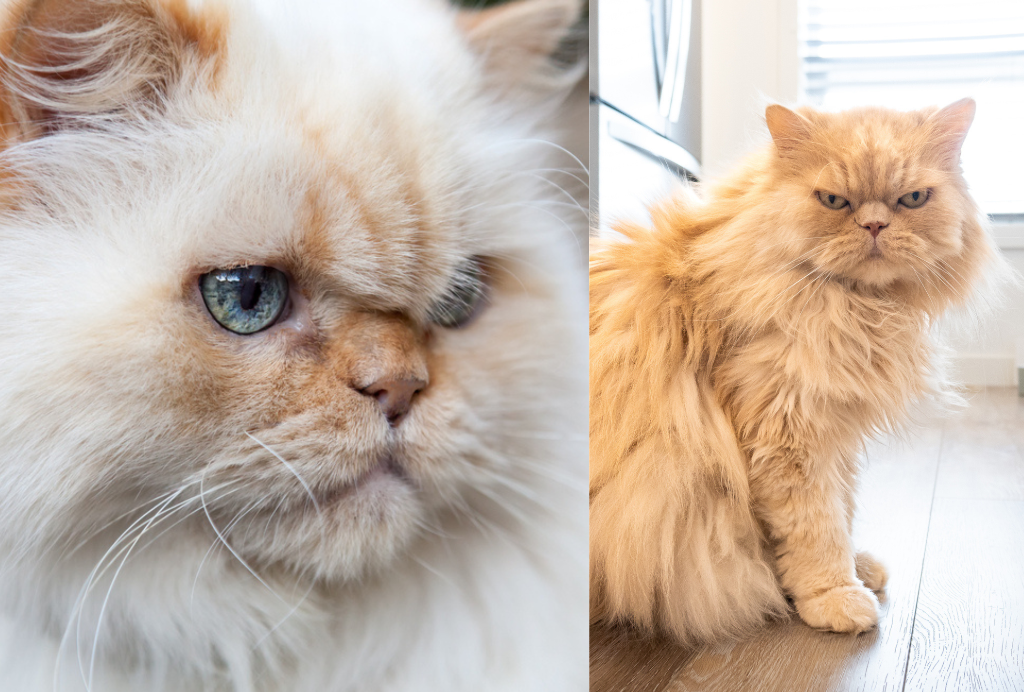 O gato Himalaia e o Persa apresentam uma pelagem muito parecida
