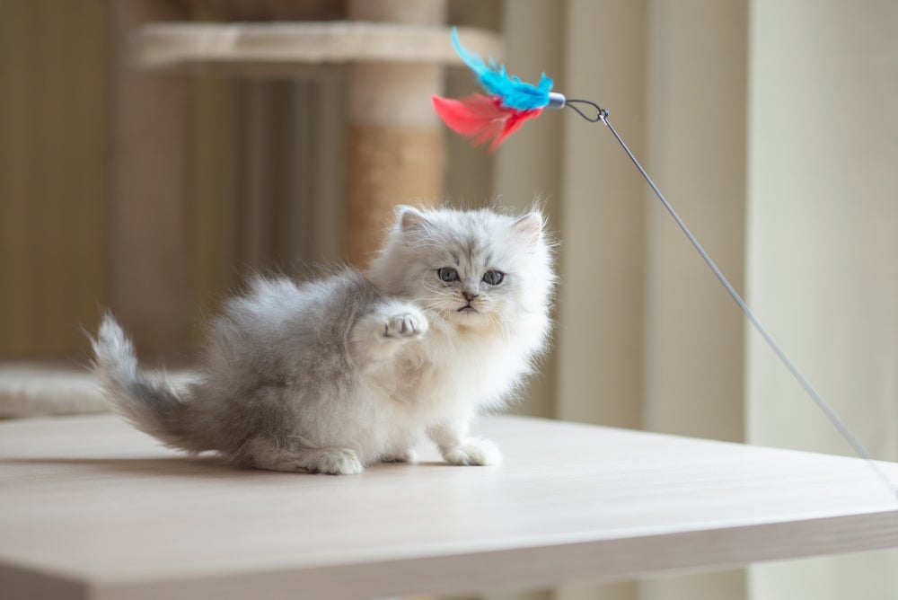Quando filhotes, gatos Persas são super ativos