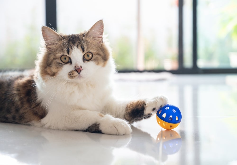 O gato Persa pode viver até os 14 anos