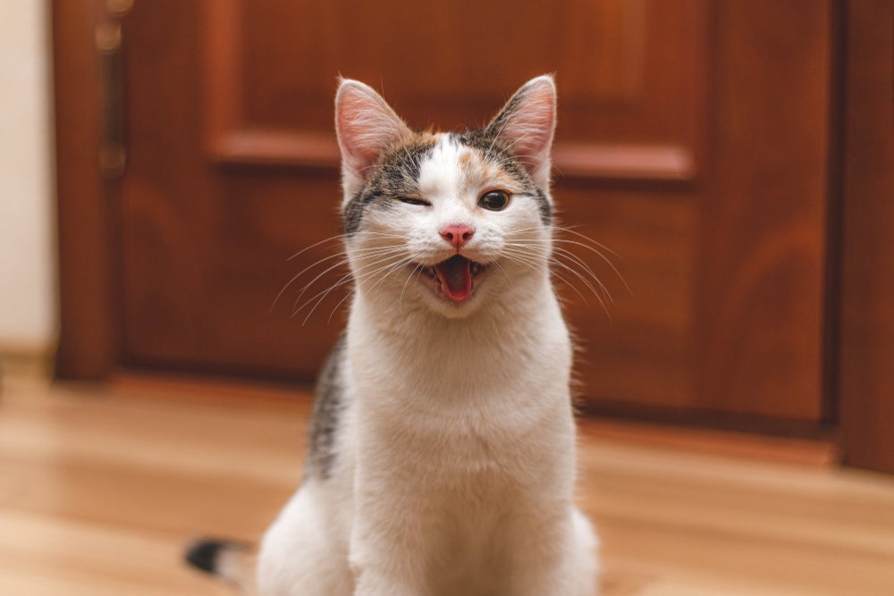 O gato piscando para o dono é o equivalente a um gato sorrindo