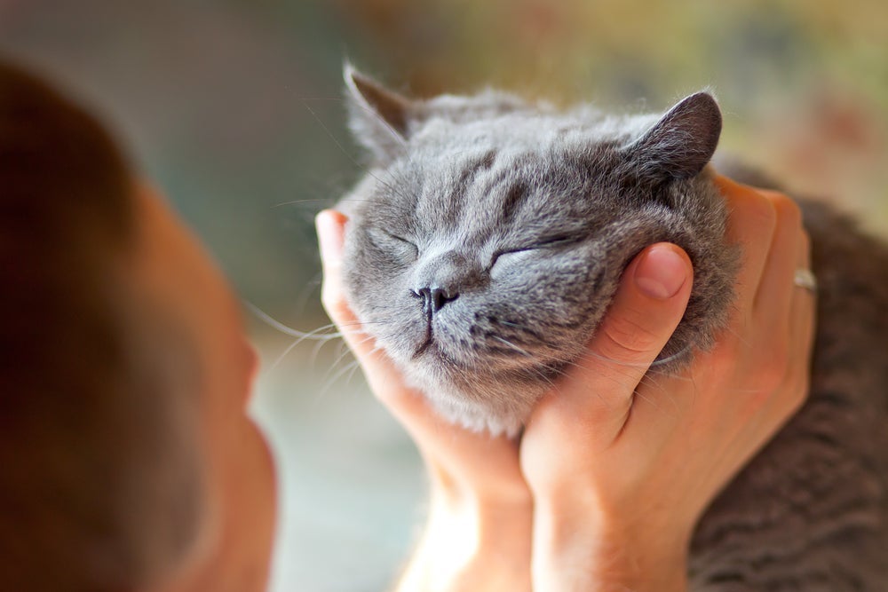 O gato pisca como se estivesse sorrindo para os donos