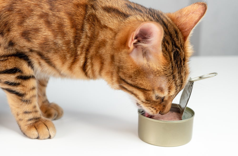 O atum para gatos deve ser oferecido apenas como um petisco ocasional