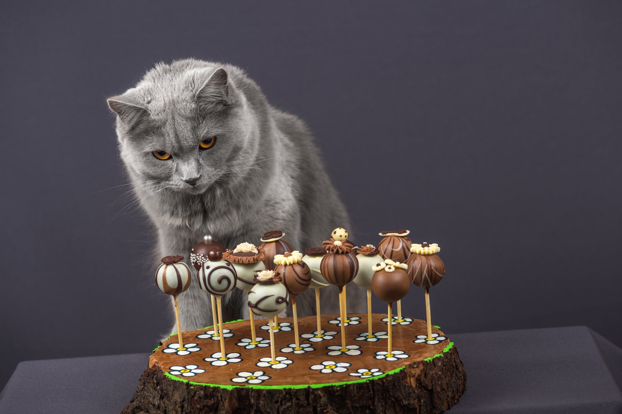 O chocolate faz mal para gato e pode causar um grave quadro de intoxicação