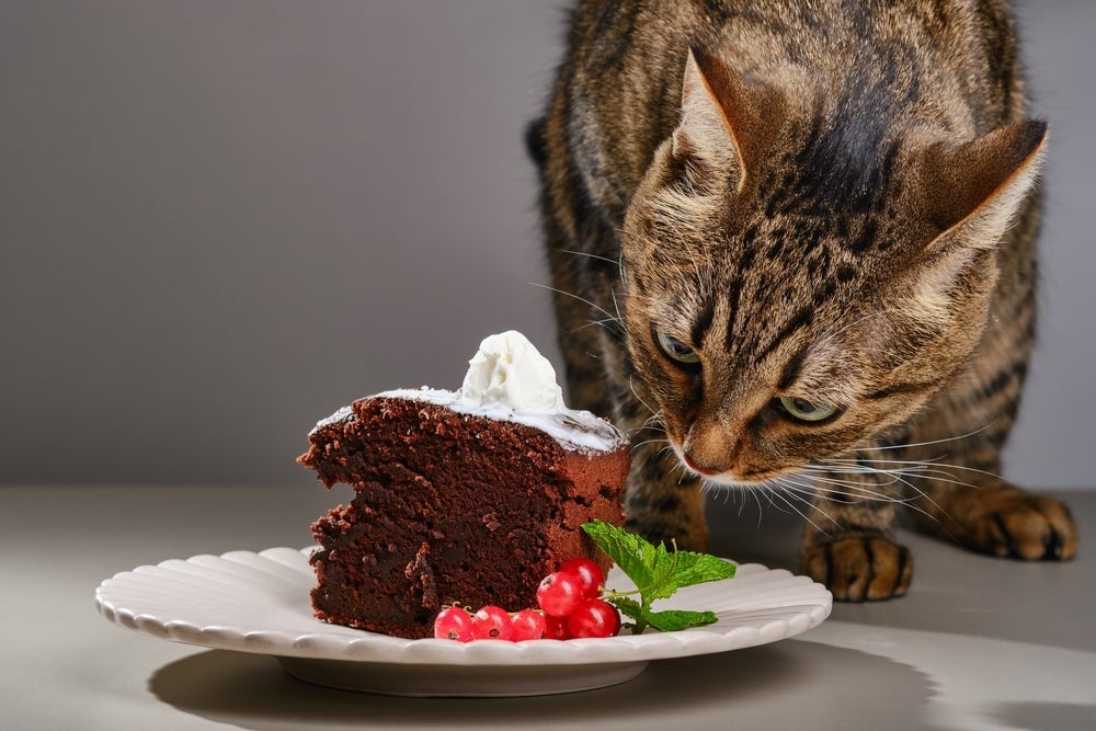 O gato comer chocolate ou bolo de chocolate é um perigo