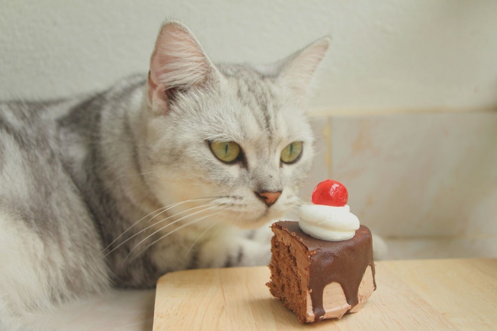 Dar chocolate para gato é um grande erro