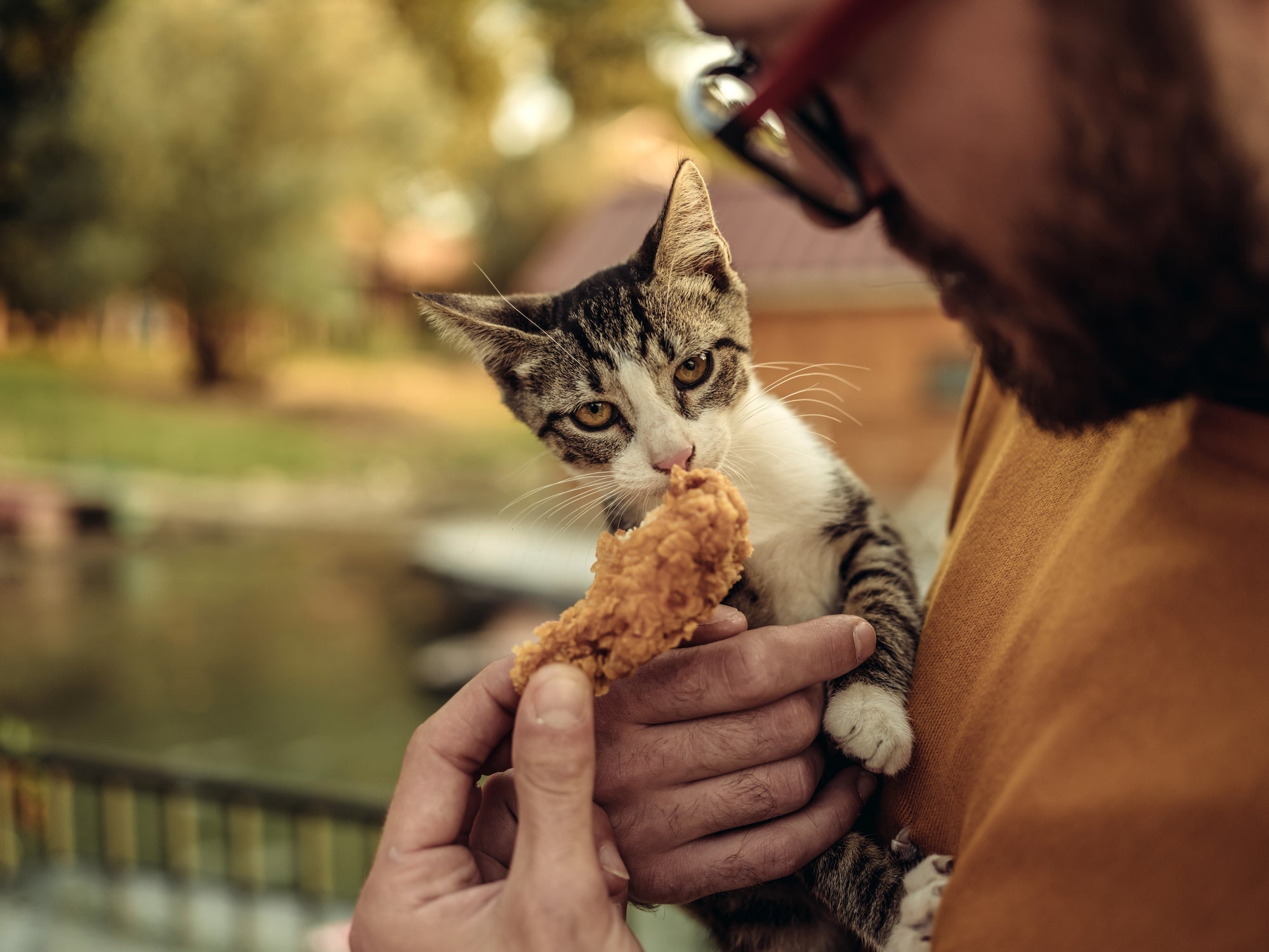 Até pode dar frango para gato, mas é importante evitar temperos e condimentos, além de retirar os ossos