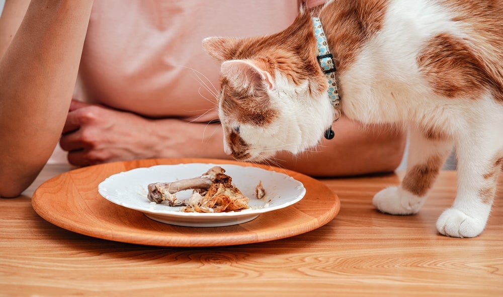 Se você pensa que gato pode comer osso de frango, está muito enganado