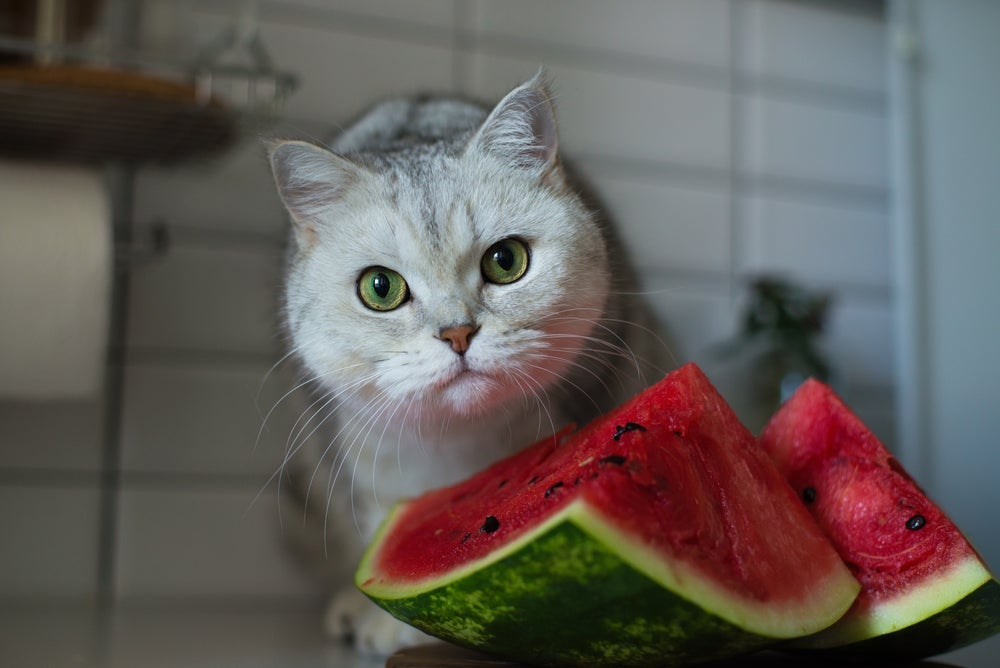 Quais frutas gatos podem comer? A melancia é liberada, mas as sementes devem ser retiradas