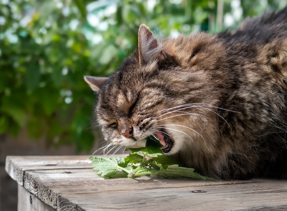 Gato pode comer hortelã, camomila, erva-cidreira e até alecrim!