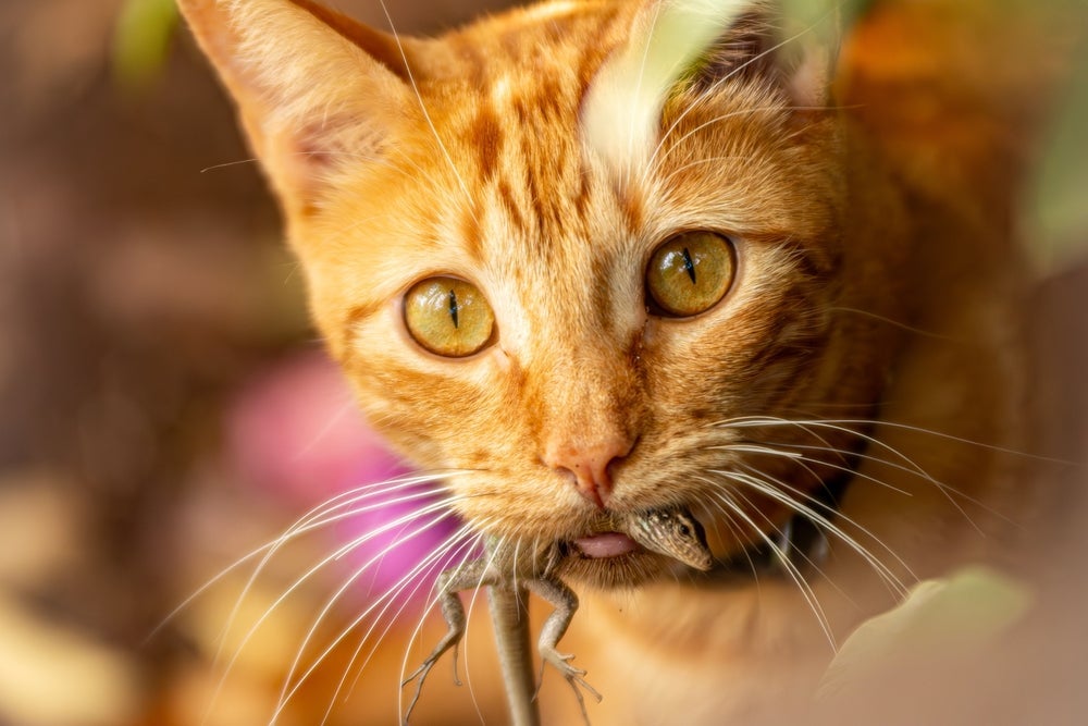 Gato pode comer lagartixa? Não, pois esse animal pode transmitir doença para o felino