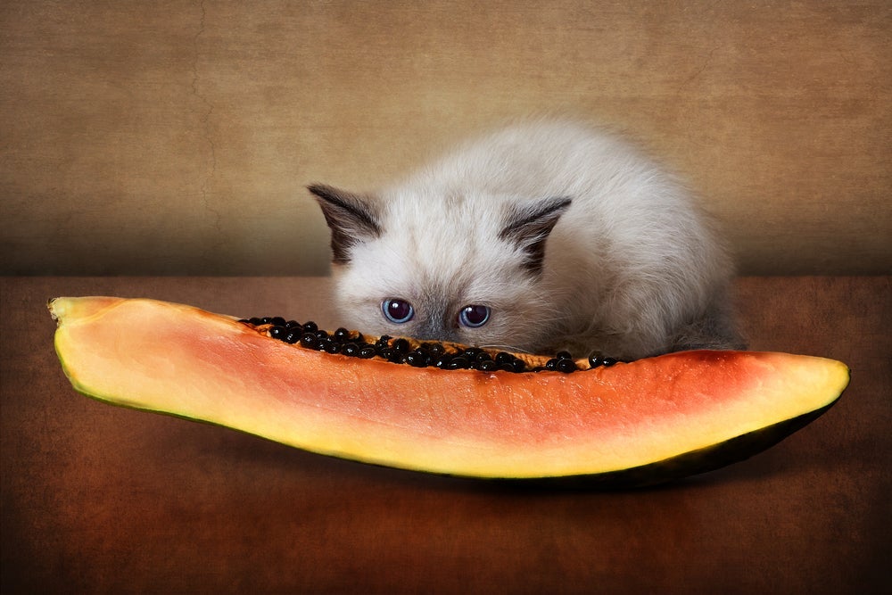 O gato pode comer mamão, mas a fruta deve ser oferecida sem casca e sem sementes