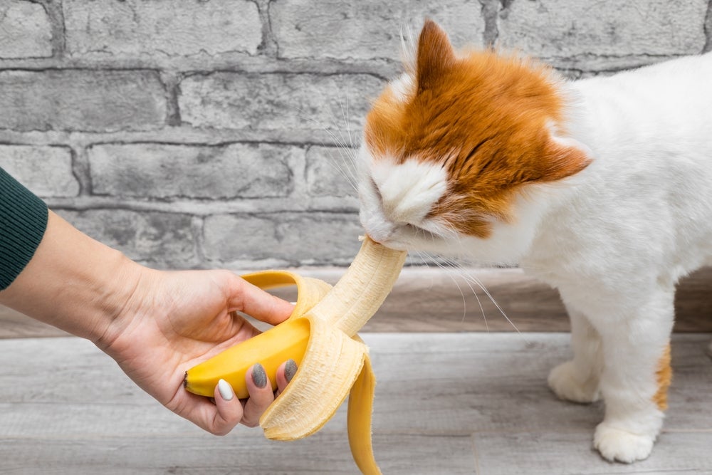 O gato pode comer banana, mas sempre em pequenas porções