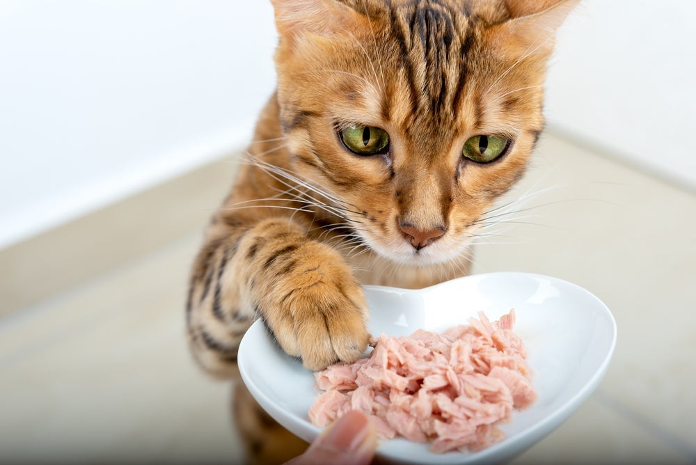 Paladar felino: gato gosta do sabor de frango, peixe, fígado e muito mais!