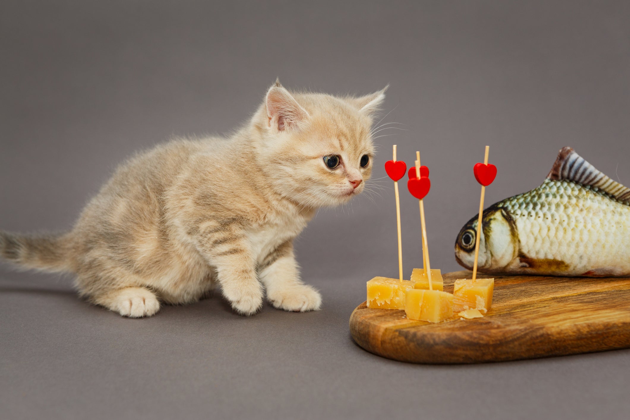 Gato pode comer queijo, desde que não seja intolerante à lactose e coma em quantidades pequenas