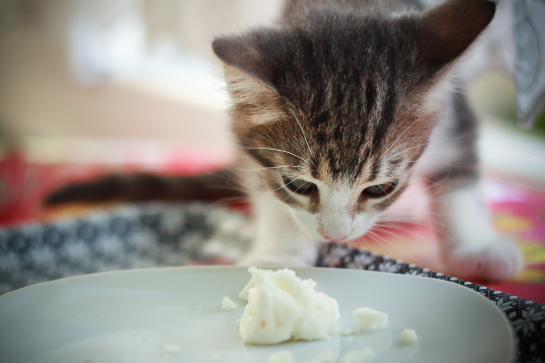 O requeijão é um dos alimentos que gatos podem comer, mas com moderação