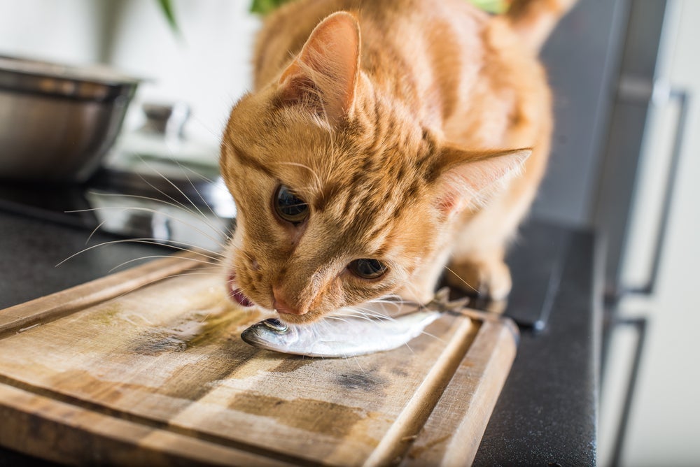 O gato pode comer sardinha se o peixe estiver cozido