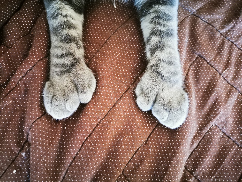 A polidactilia em gatos não costuma afetar a qualidade de vida dos felinos, mas exige alguns cuidados