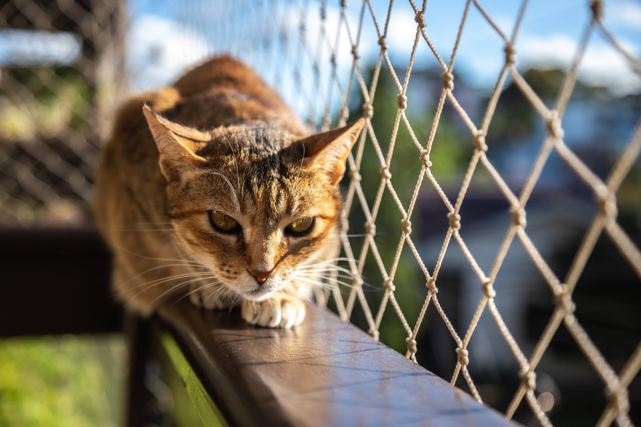 Um ambiente telado é fundamental para conter os instintos de fuga da gata no cio