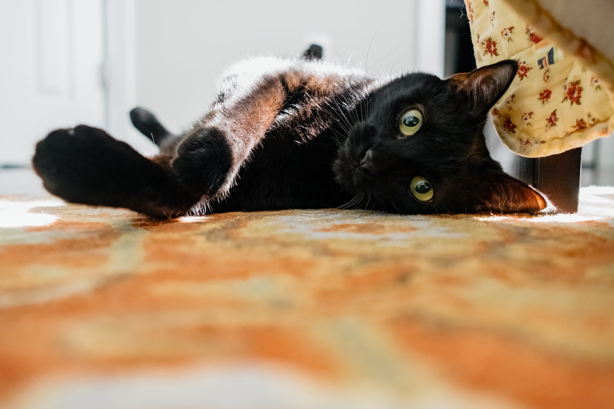 Sonhar com gato preto pode significar muitas coisas