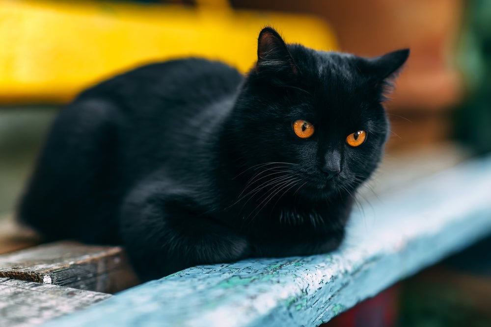O gato preto pode ser muito mais amável do que você imagina